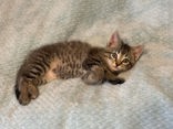 Squirt Image