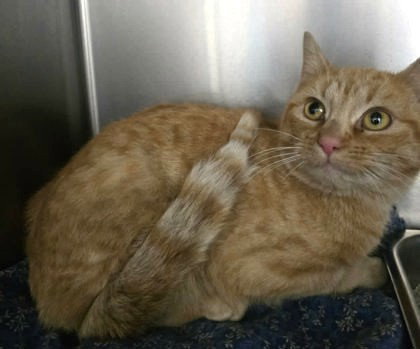 Zelda, Adult Domestic Short Hair / Mixed (short coat), cat for adoption in Bloomington, Indiana