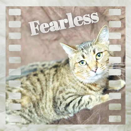 Fearless Image