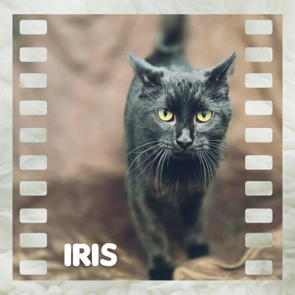 Iris Image