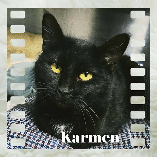 picture of the cat needing adoption