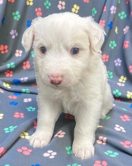 Falkor