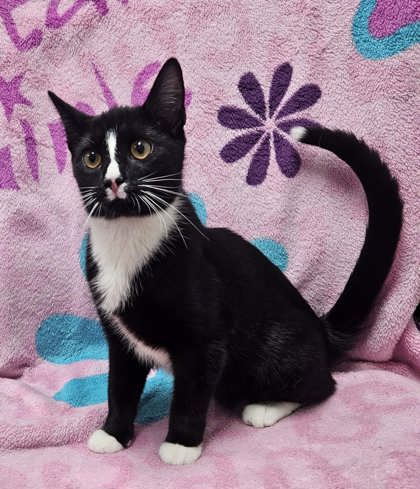 Tux