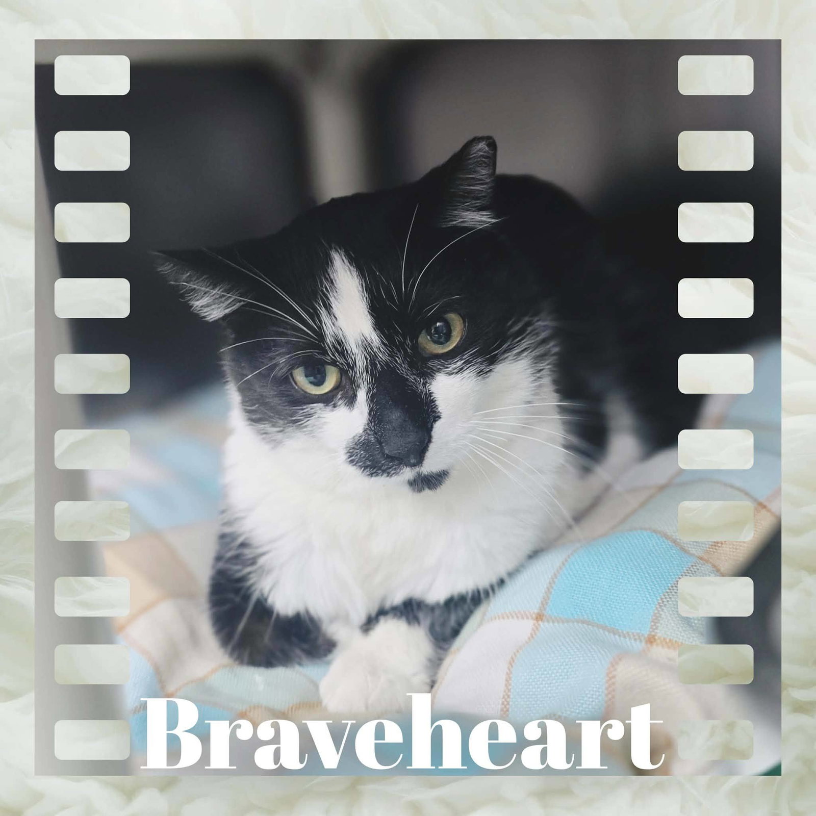 Braveheart Image