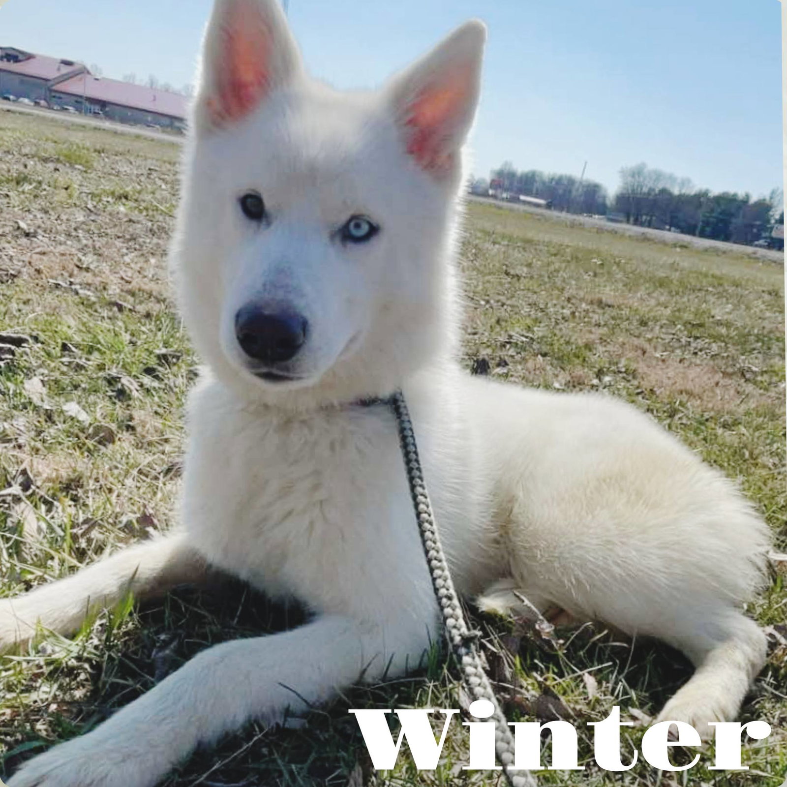 Winter Image