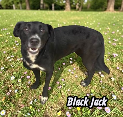 Black Jack Image