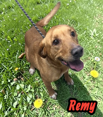 Remy Image