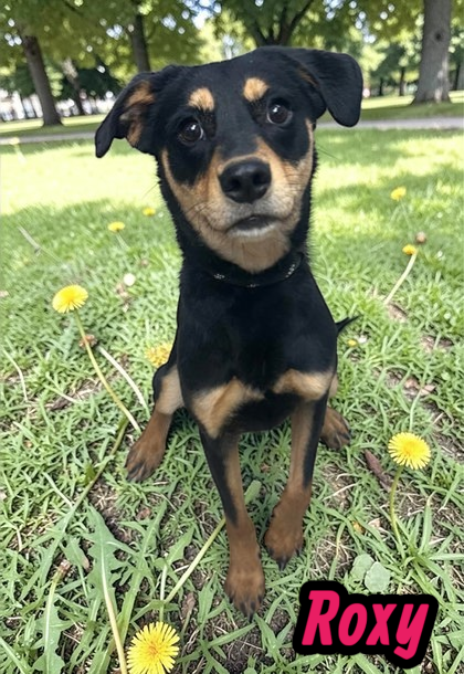 Roxy Image