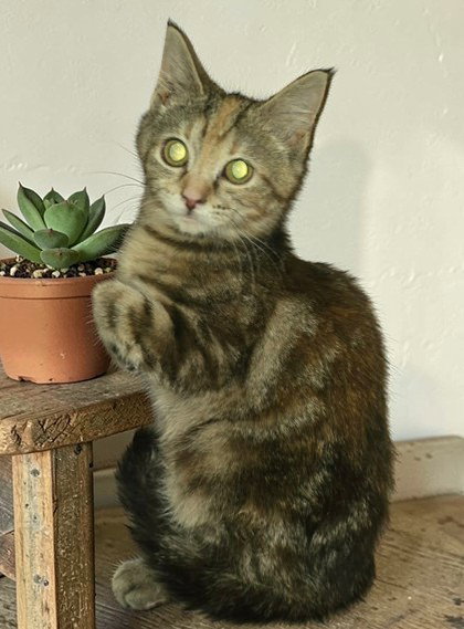Raja Image