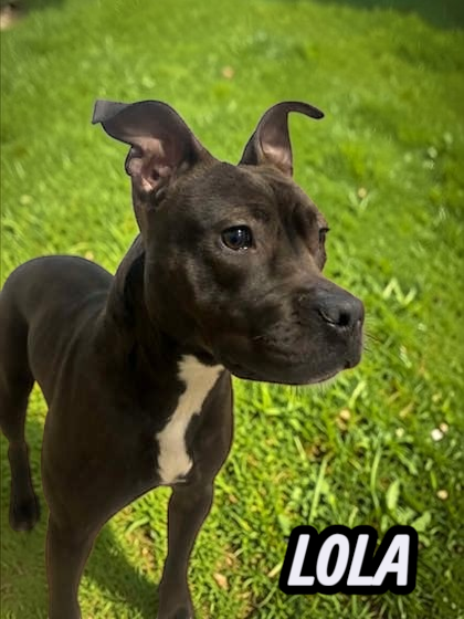 Lola Image