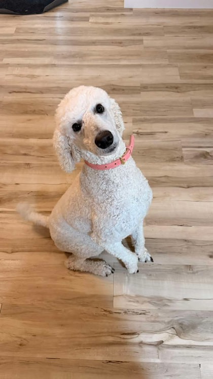 Phoebe Image