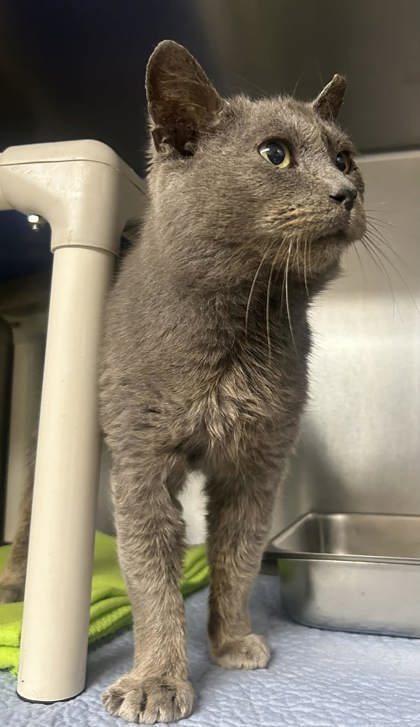 Kerchak
