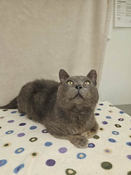 Kerchak, an adoptable Domestic Short Hair in Sullivan, IN