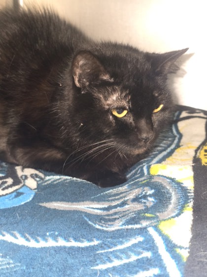 Binx Image