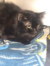 Binx - Photo 1