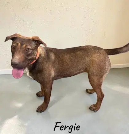 Fergie - Shepherd
