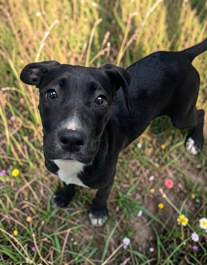 Brittney Spears, an adoptable Unknown breed in Sullivan, IN