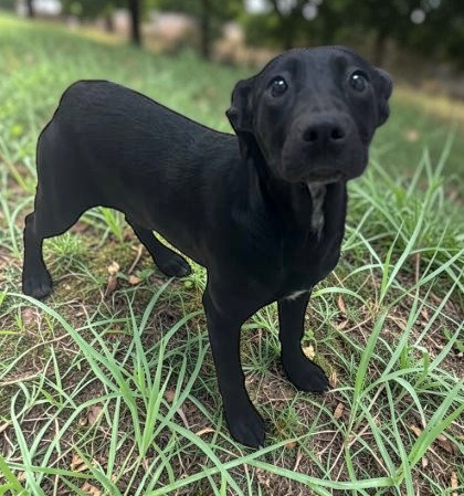 Rihanna, an adoptable Unknown breed in Sullivan, IN