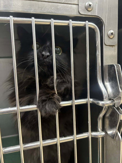 Crystal, an adoptable Domestic Long Hair in Sullivan, IN