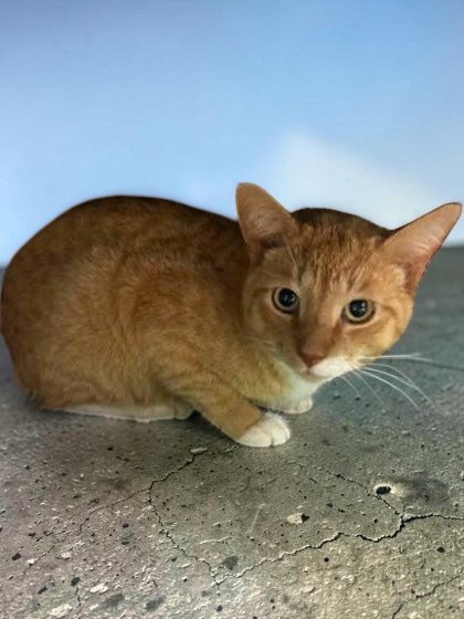 Trigger, an adoptable Domestic Short Hair in Sullivan, IN