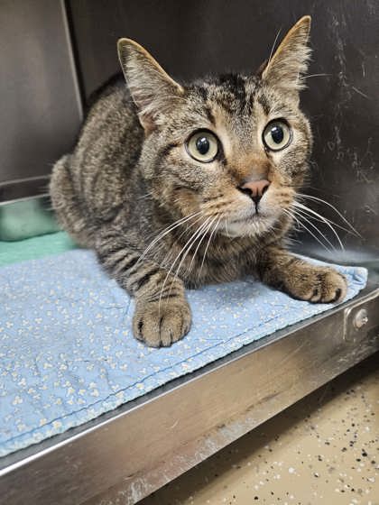 Harold, an adoptable Domestic Short Hair in Sullivan, IN