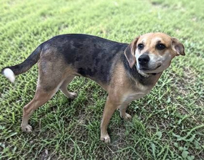 Indy, an adoptable Hound in Sullivan, IN