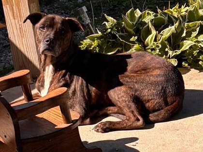 Henry, an adoptable Unknown breed in Sullivan, IN