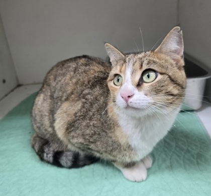 Miss Tiger, Adult Domestic Short Hair / Mixed (short coat), cat for adoption in Bloomington, Indiana