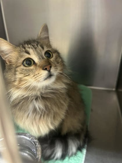 Topaz, an adoptable Domestic Long Hair in Sullivan, IN