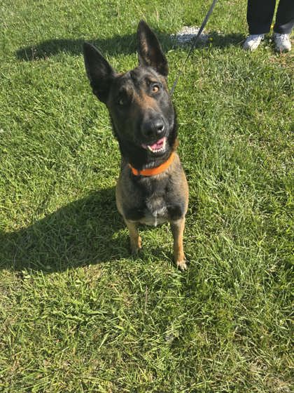Gunner, an adoptable Belgian Shepherd Malinois in Sullivan, IN