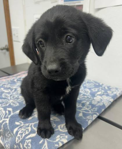 Mario, an adoptable Border Collie in Sullivan, IN