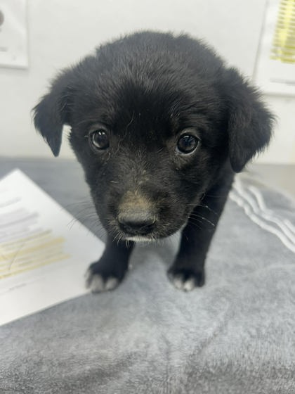 Pepper, an adoptable Border Collie in Sullivan, IN