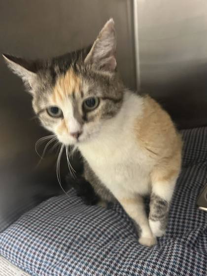 Birdie, an adoptable Domestic Short Hair in Sullivan, IN