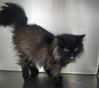 Crystal, an adoptable Domestic Long Hair in Sullivan, IN