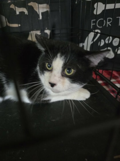 Elmer, an adoptable Domestic Short Hair in Sullivan, IN