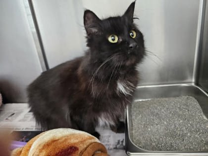 Izzy, an adoptable Domestic Long Hair in Sullivan, IN