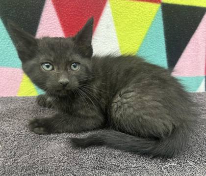 Izzy 5, an adoptable Domestic Short Hair in Sullivan, IN