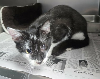 Joplin, an adoptable Domestic Short Hair in Sullivan, IN