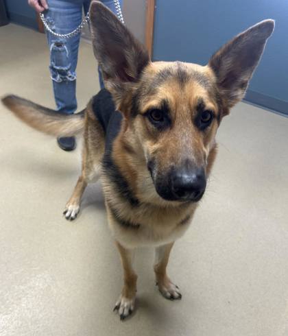 Max, an adoptable German Shepherd Dog in Sullivan, IN