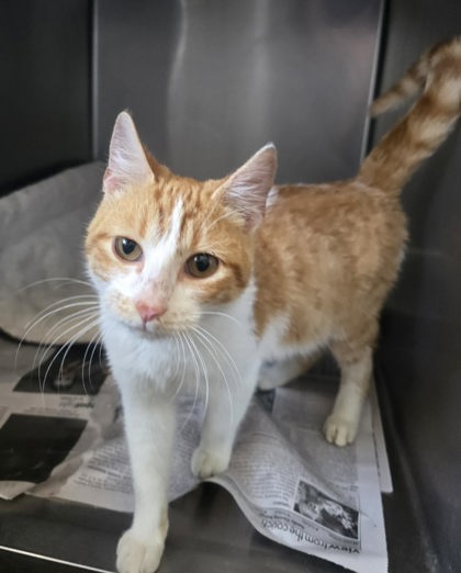 Sir Duncan, an adoptable Domestic Short Hair in Sullivan, IN