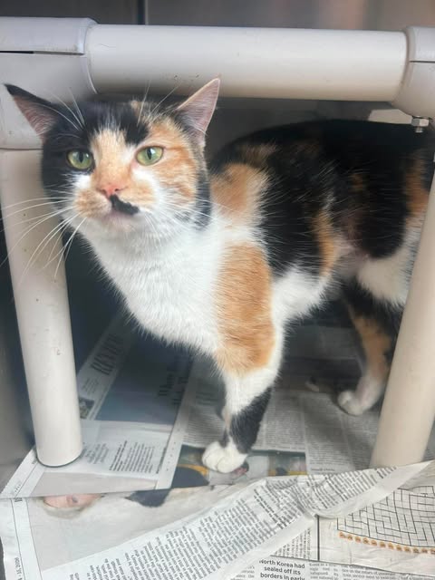 Gabbie, Adult Domestic Short Hair / Mixed (short coat), cat for adoption in Bloomington, Indiana