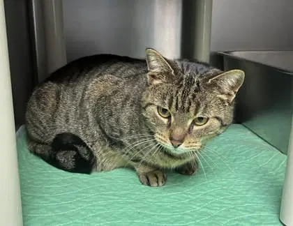 Arizona - Domestic Short Hair