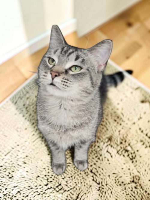 Walnut, Adult Domestic Short Hair / Mixed (short coat), cat for adoption in Bloomington, Indiana