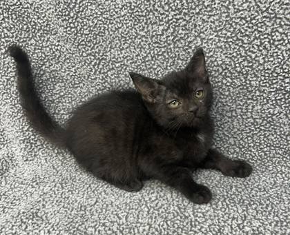 Arizona Foster 1