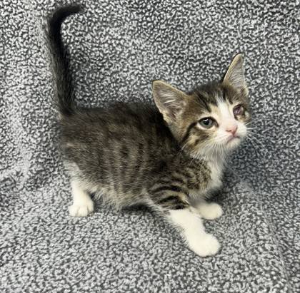 Arizona Foster 2