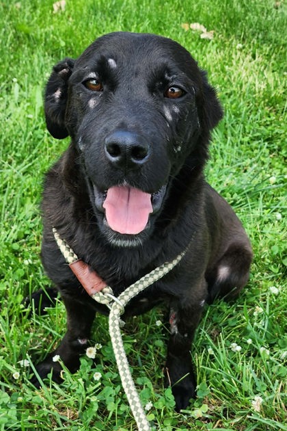 Raven, an adoptable Labrador Retriever in Sullivan, IN