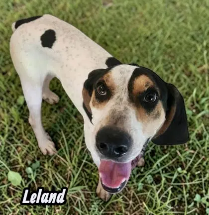 Leland - Coonhound