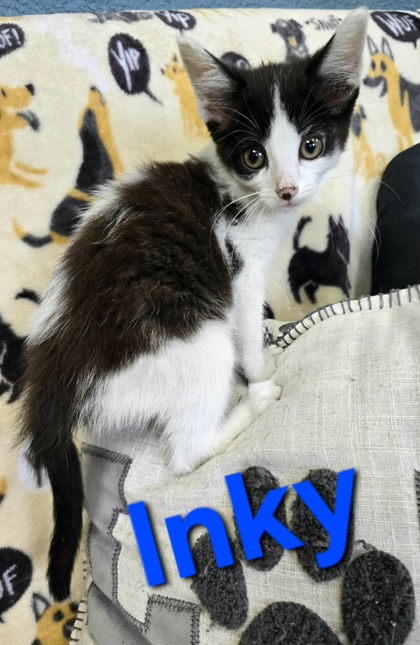 Inky, a cat for adoption from The Humane Society of Sullivan County