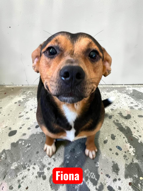 Fiona, an adoptable Unknown breed in Sullivan, IN