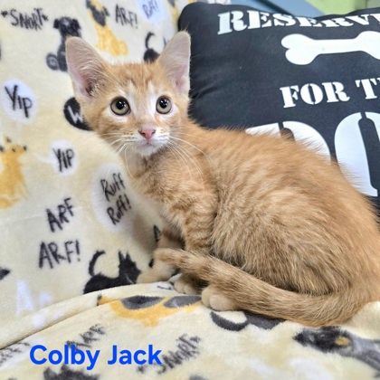 Colby Jack, an adoptable Domestic Short Hair in Sullivan, IN